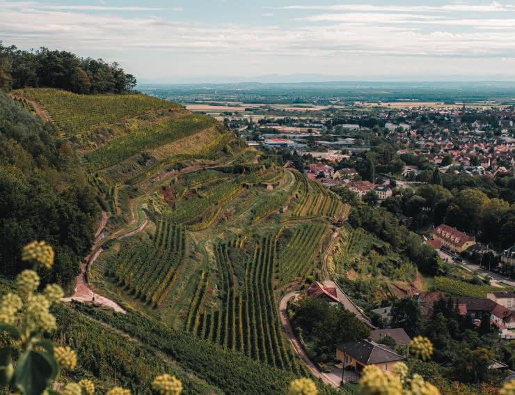 Vignoble en Alsace