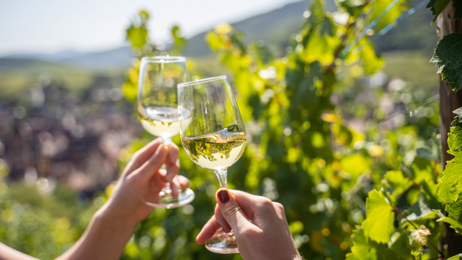 Vin et vignes en Alsace