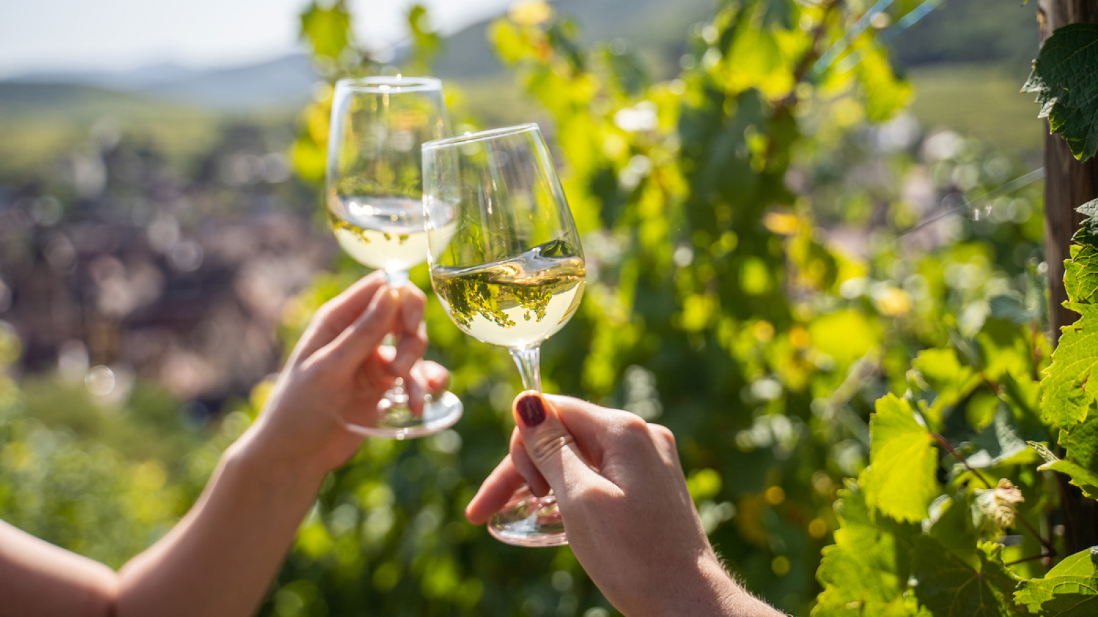 Vin et vignes en Alsace